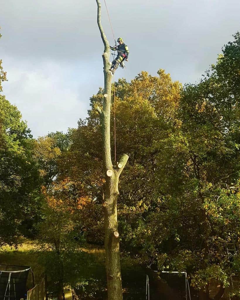 This is a photo of an operative from LM Tree Surgery Midhurst felling a tree. He is at the top of the tree with climbing gear attached about to remove the top section of the tree.