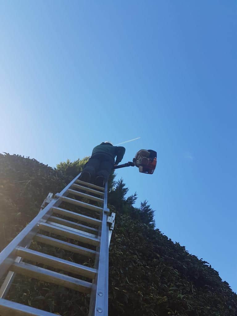 This is a photo of an operative from LM Tree Surgery Midhurst up a ladder rested on a hedge with a petrol strimmer.