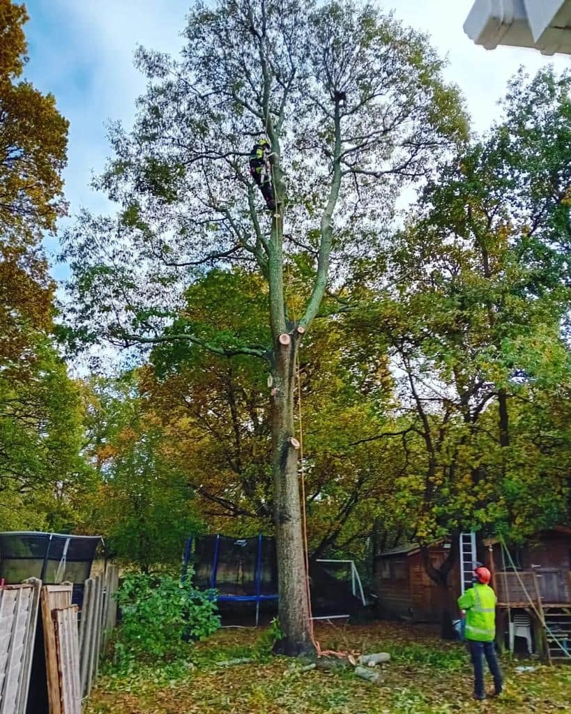 This is a photo of a tree being pruned, there is a man up the tree cutting a section of it down while another man is standing in the garden of the property where the tree is located overseeing the work. Works carried out by LM Tree Surgery Midhurst