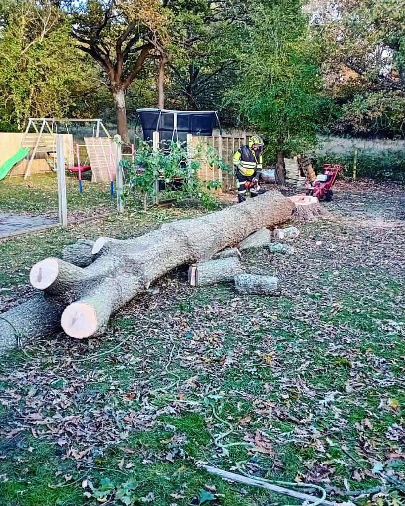 This is a tree laying on the ground of a garden that has just been felled by the operatives from LM Tree Surgery Midhurst