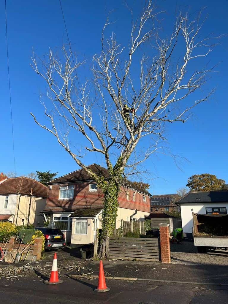 This is a photo of a tree on the pavement that is having limbs removed which are near to power lines. Works undertaken by LM Tree Surgery Midhurst